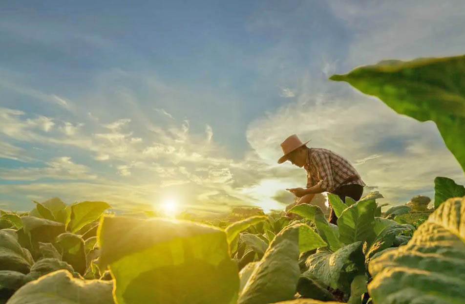 Supervisão dos peritos do Proagro é debatida por Apepa, Crea-PR e MDA