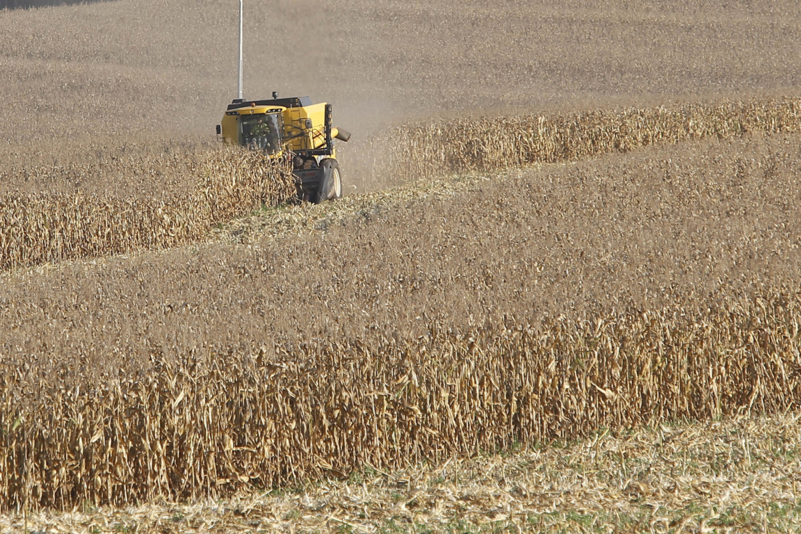 A Safra de milho no Paraná está em alta: descubra a nova previsão de produção e os números que superam a estimativa inicial - Foto: AEN