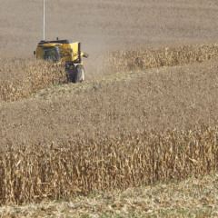 A Safra de milho no Paraná está em alta: descubra a nova previsão de produção e os números que superam a estimativa inicial - Foto: AEN