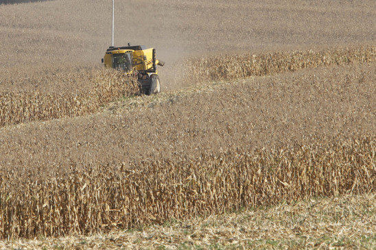 A Safra de milho no Paraná está em alta: descubra a nova previsão de produção e os números que superam a estimativa inicial - Foto: AEN