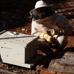 Saiba mais sobre o aumento das ocorrências de remoção de abelhas em Cascavel e o trabalho da Defesa Civil no município - Foto: Secom