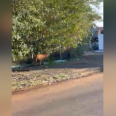 Vídeos mostram onça-parda na Apae e na região do Bairro Tropical, em Cascavel