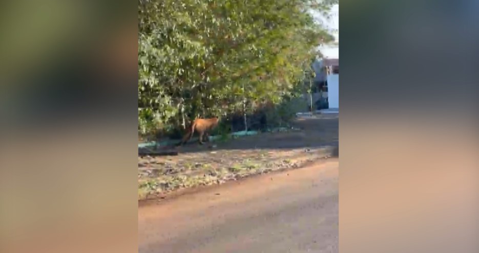 Vídeos mostram onça-parda na Apae e na região do Bairro Tropical, em Cascavel