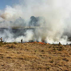Saiba mais sobre a situação dos incêndios em vegetação no Paraná. Mais de 4 mil casos já foram registrados em 2023 - Foto: Mariano Gomes