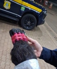 Polícia Rodoviária Federal apreende 50 quilos de cabelos humanos na BR-277 durante fiscalização em Cascavel - Foto: PRF