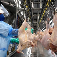 Descubra como o Paraná se tornou o maior produtor de frango do Brasil, respondendo por 34,1% do abate nacional - Foto: Ari Dias/AEN