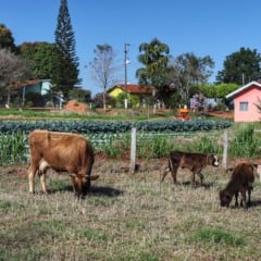 Entenda a regularização fundiária de imóveis rurais no Paraná e como isso afeta milhares de famílias e agricultores - Foto: AEN