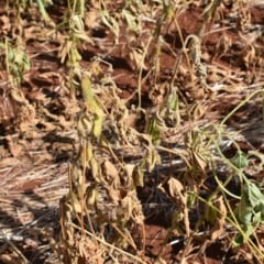 Entenda como a Resolução 5.247/2025 impacta o acesso a crédito no Paraná e quais municípios estão contemplados - Foto: FAEP