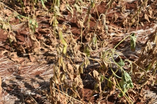 Entenda como a Resolução 5.247/2025 impacta o acesso a crédito no Paraná e quais municípios estão contemplados - Foto: FAEP