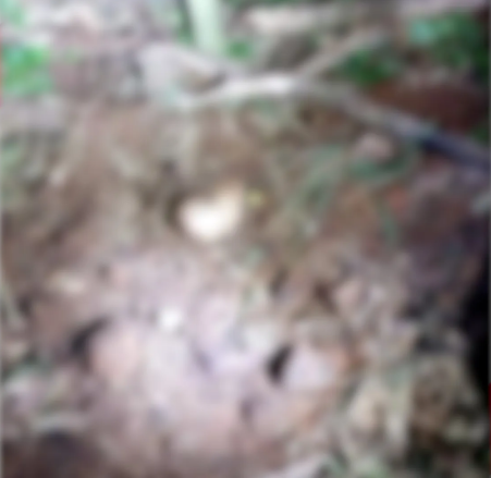  Um crime violento em Cascavel choca a comunidade. O corpo de José Fábio foi encontrado em uma cova rasa perto da cachoeira - Foto: Divulgação