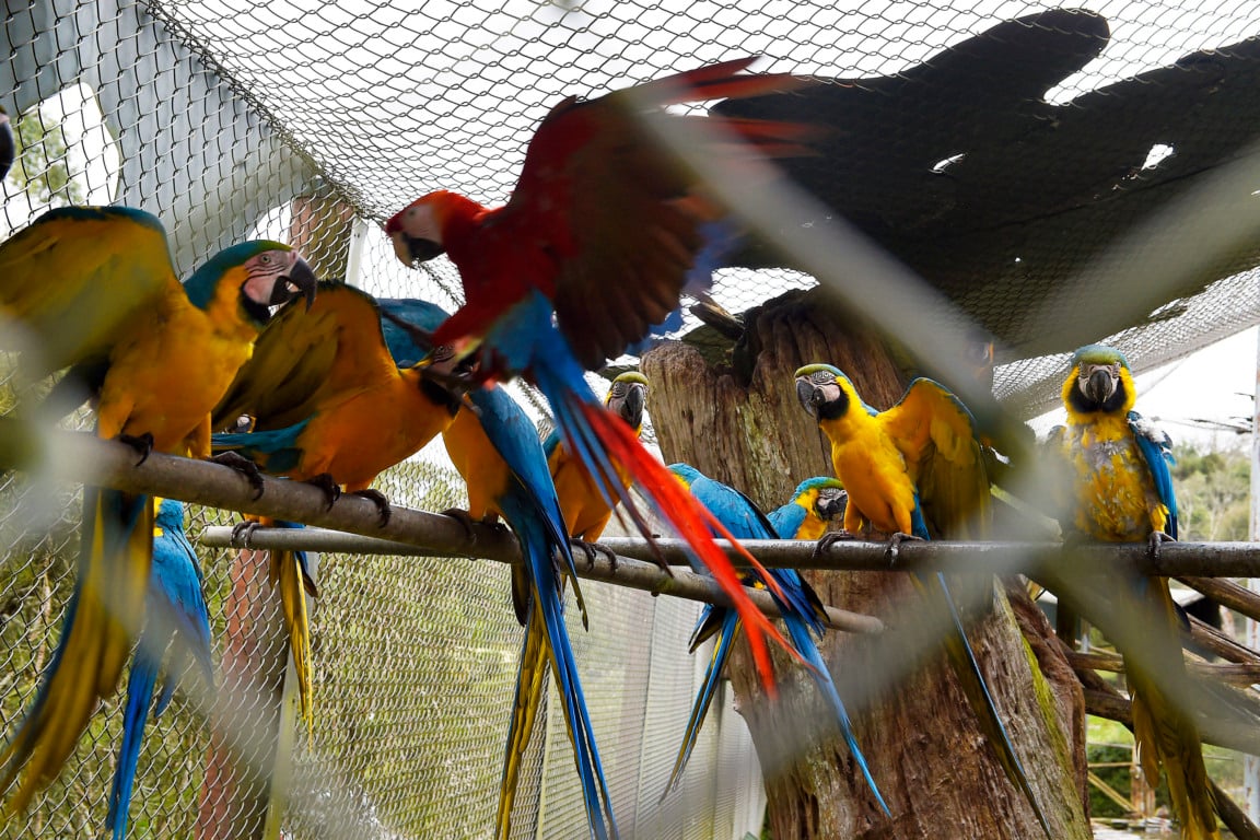 IAT promove ação de educação ambiental no Parque das Aves