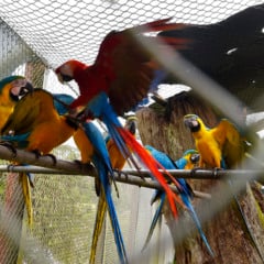 IAT promove ação de educação ambiental no Parque das Aves