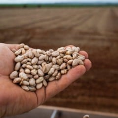 Descubra o crescente comércio internacional do Feijão no Brasil e suas variedades, incluindo o destaque do Feijão-Mungo-Preto - Foto: CNA