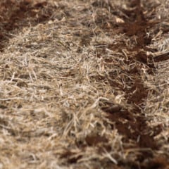 Descubra como o Manejo inovador auxilia na agricultura paranaense frente a eventos climáticos extremos e suas consequências - Foto: FAEP