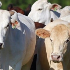 Entenda como o mercado de boi gordo influenciou os preços da arroba em Cascavel durante agosto e setembro - Foto: AEN