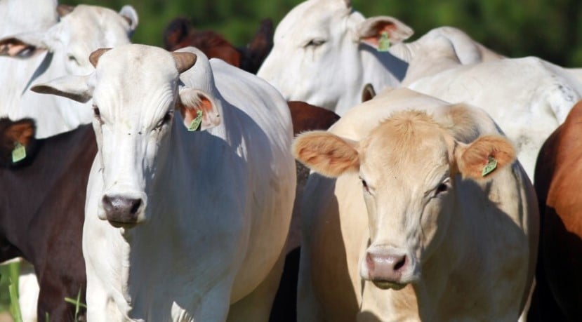 Entenda como o mercado de boi gordo influenciou os preços da arroba em Cascavel durante agosto e setembro - Foto: AEN