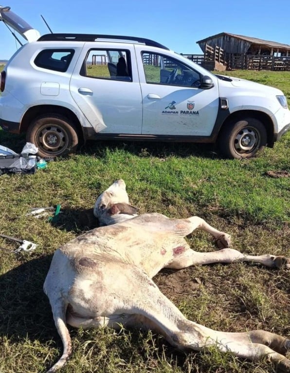 Oeste enfrenta aumento de casos de raiva. Descubra o que está sendo feito para proteger a saúde animal e humana - Foto: Adapar