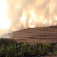 Conheça os impactos da crise climática na economia agropecuária. As perdas da Economia superam R$ 250 bilhões nos últimos anos - Foto: AEN