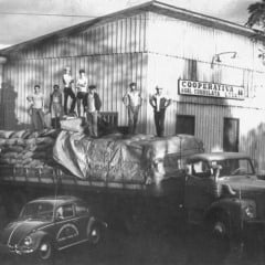 Primeiro escritório da Cooperativa em 1963 na cidade de Cafelândia
