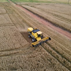 A colheita do trigo segue em ritmo acelerado no Paraná e deve confirmar um recorde histórico de produtividade, mesmo diante das dificuldades impostas pelas chuvas - Foto: Gilson Abreu/AEN