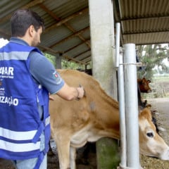 O Paraná mantém posição de destaque nacional em sanidade animal, mas precisa fortalecer o trabalho conjunto entre todos os elos da cadeia produtiva  Foto: Jaelson Lucas / ANPr
