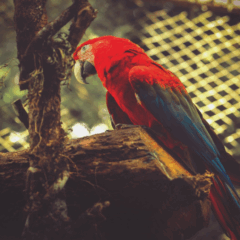 Descubra a programação especial do Zoológico de Cascavel para o Dia das Crianças, com diversão e atrações para os pequenos - Foto: Secom