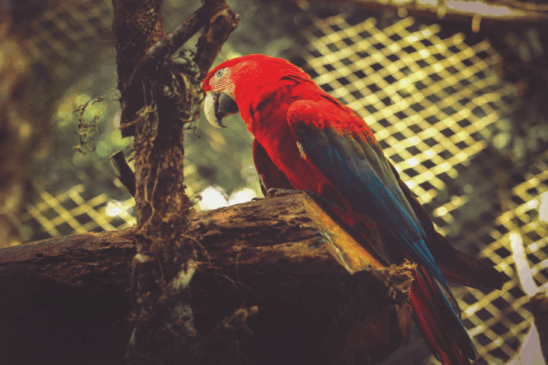 Descubra a programação especial do Zoológico de Cascavel para o Dia das Crianças, com diversão e atrações para os pequenos - Foto: Secom
