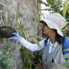 A Secretaria Municipal de Saúde de Cascavel realizará o 4º LIRAa para monitorar a infestação do mosquito Aedes Aegypti - Foto: Secom