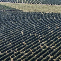 Paraná lidera investimentos agrícolas com R$ 730,91 milhões em 2025, superando outros estados brasileiros em recursos - Foto: Roberto Dziura Jr/AEN