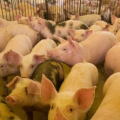 Conheça os desafios e os resultados promissores da suinocultura no Brasil, mesmo diante da gripe aviária e tarifas dos Estados Unidos - Foto: FAEP