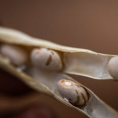 As exportações de feijão no Brasil atingem recorde histórico, com 91,1 mil toneladas embarcadas em outubro de 2025 - Foto: Divulgação