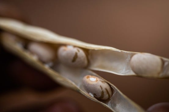 As exportações de feijão no Brasil atingem recorde histórico, com 91,1 mil toneladas embarcadas em outubro de 2025 - Foto: Divulgação