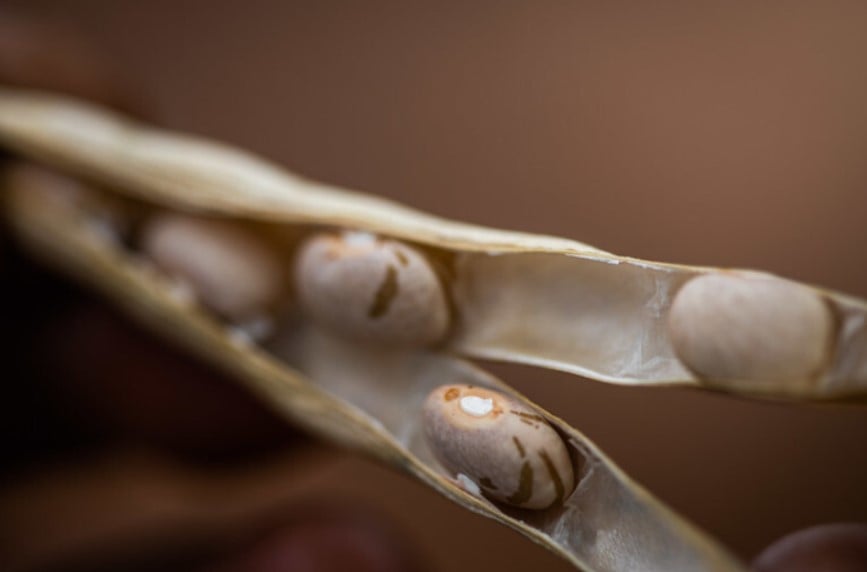 As exportações de feijão no Brasil atingem recorde histórico, com 91,1 mil toneladas embarcadas em outubro de 2025 - Foto: Divulgação As exportações de feijão no Brasil atingem recorde histórico, com 91,1 mil toneladas embarcadas em outubro de 2025 - Foto: Divulgação