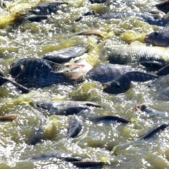 Entenda as causas da valorização da tilápia em outubro devido à limitação de alevinos e condições climáticas desfavoráveis - Foto: Jaelson Lucas/Arquivo AEN