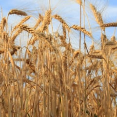 O valor está 19% abaixo do preço mínimo de R$ 78,51 por saca para a região Sul (tipo 1), ou seja, insuficiente para cobrir o custo variável de produção - Foto: FAEP