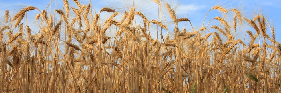 O valor está 19% abaixo do preço mínimo de R$ 78,51 por saca para a região Sul (tipo 1), ou seja, insuficiente para cobrir o custo variável de produção - Foto: FAEP