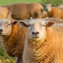 Entenda o impacto do Projeto de Lei 1016/2025 sobre os custos para os produtores em Cascavel e os novos aumentos nas taxas - Foto: FAEP