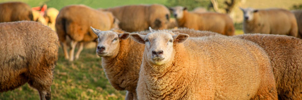 Entenda o impacto do Projeto de Lei 1016/2025 sobre os custos para os produtores em Cascavel e os novos aumentos nas taxas - Foto: FAEP