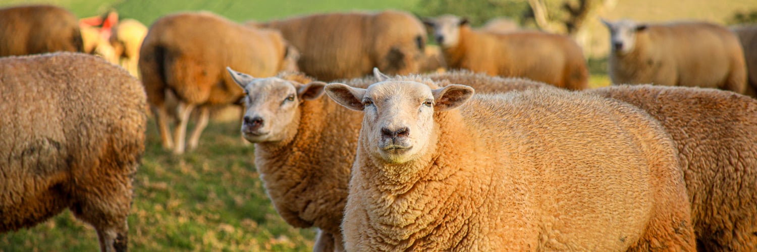 Entenda o impacto do Projeto de Lei 1016/2025 sobre os custos para os produtores em Cascavel e os novos aumentos nas taxas - Foto: FAEP