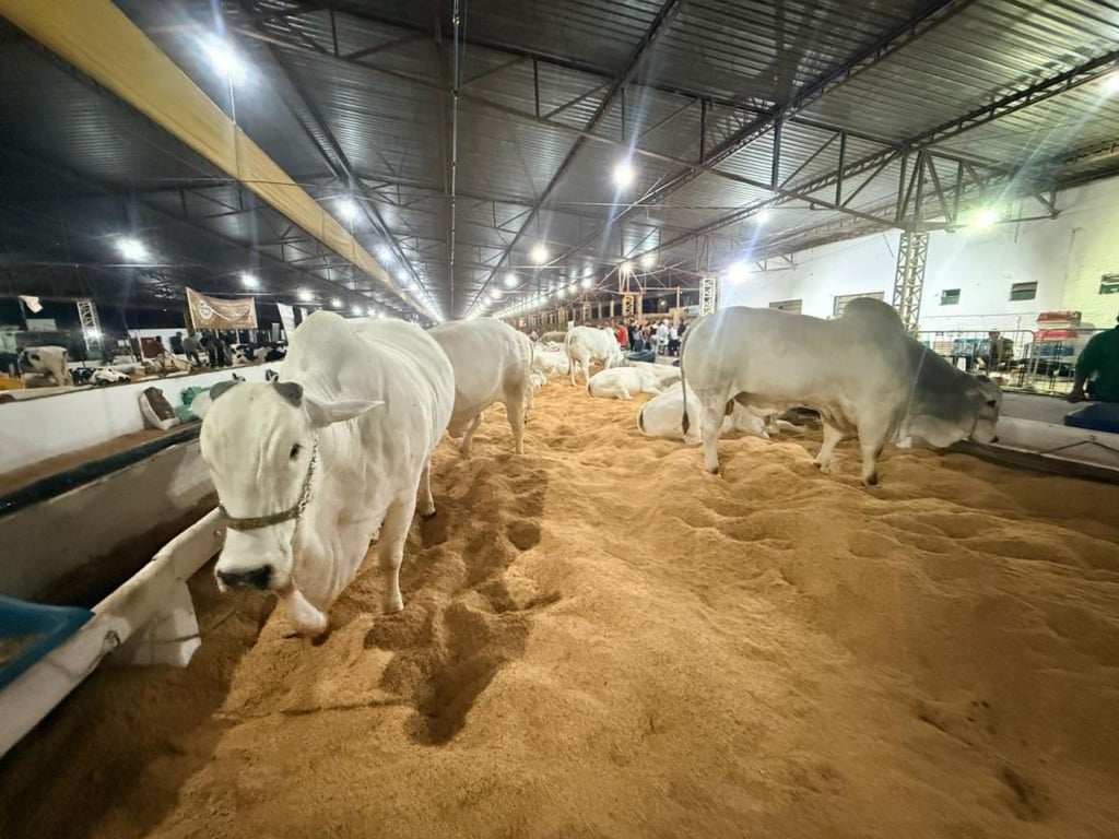 A 44ª Expovel traz entrada e shows gratuitos! Não perca esta feira histórica em Cascavel com muitas atrações - Foto: Assessoria/SRO A 44ª Expovel traz entrada e shows gratuitos! Não perca esta feira histórica em Cascavel com muitas atrações - Foto: Assessoria/SRO