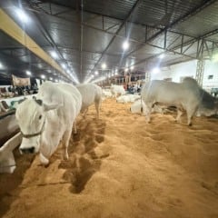 A 44ª Expovel traz entrada e shows gratuitos! Não perca esta feira histórica em Cascavel com muitas atrações - Foto: Assessoria/SRO