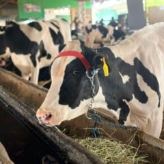 Produtores trabalham sem saber quanto receberão pelo litro do leite no fim do mês