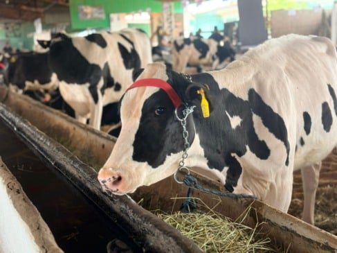 Produtores trabalham sem saber quanto receberão pelo litro do leite no fim do mês