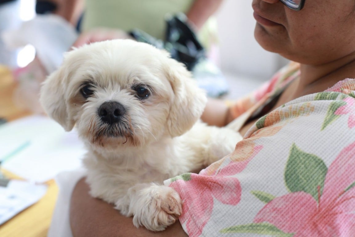 Prefeitura oferece microchipagem gratuita de cães e gatos no Santa Felicidade Prefeitura oferece microchipagem gratuita de cães e gatos no Santa Felicidade