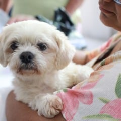 Prefeitura oferece microchipagem gratuita de cães e gatos no Santa Felicidade