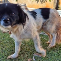 Rede de manejo que atua em desastres amparou 2,3 mil animais em Rio Bonito do Iguaçu