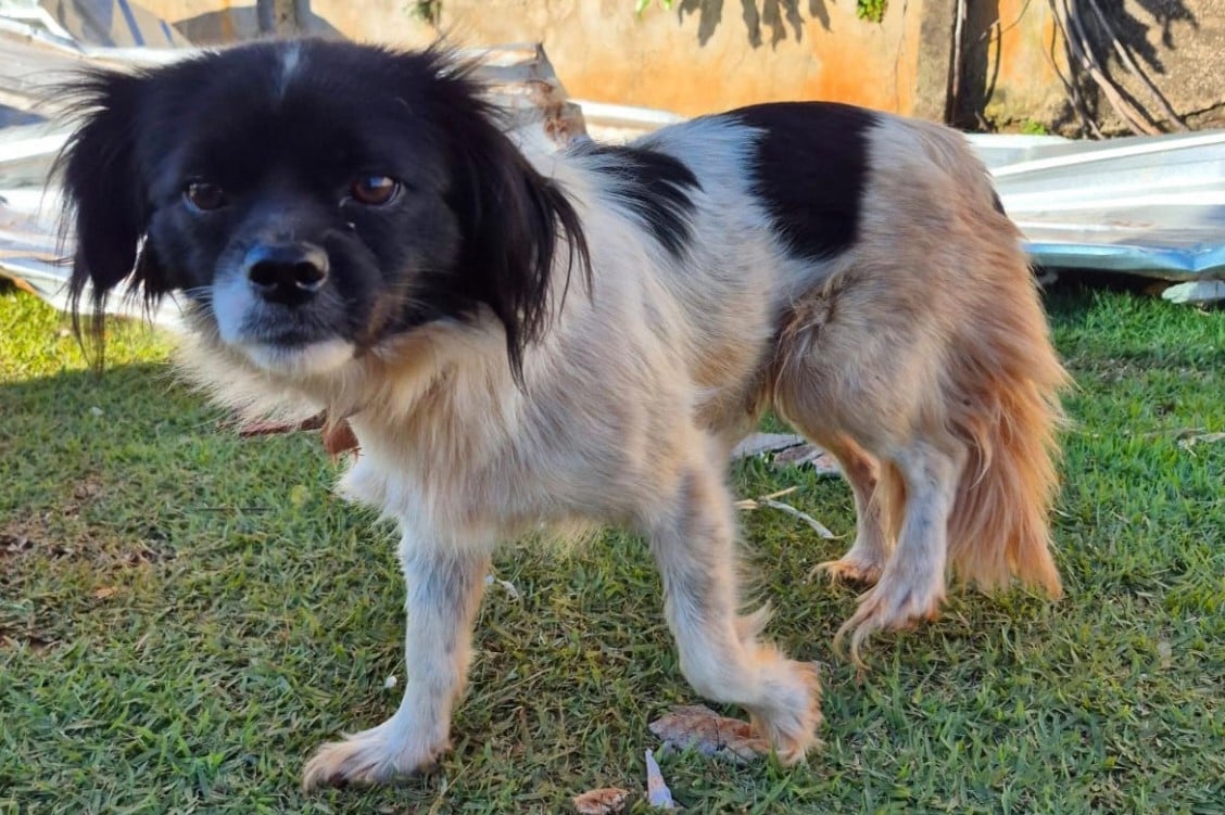 Rede de manejo que atua em desastres amparou 2,3 mil animais em Rio Bonito do Iguaçu