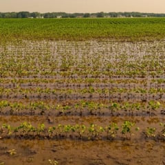 A medida, tomada devido à contenção de gastos do governo, gera reações no setor e intensifica a preocupação com a proteção das lavouras diante das instabilidades climáticas e econômicas - Foto: FAEP