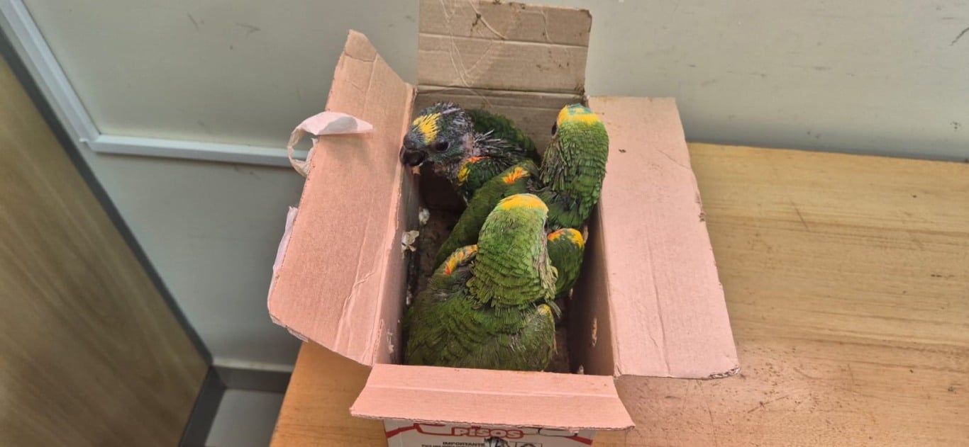 Foto: Divulgação/Receita Federal Foto: Divulgação/Receita Federal