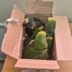 Foto: Divulgação/Receita Federal